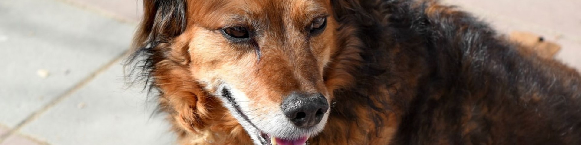 “Non usate la candeggina per disinfettare le zampe dei cani”, l’appello dei veterinari