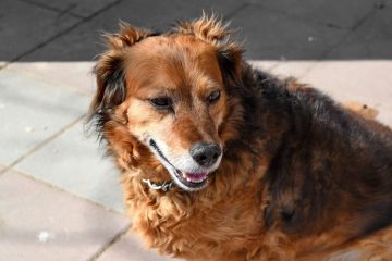 “Non usate la candeggina per disinfettare le zampe dei cani”, l’appello dei veterinari